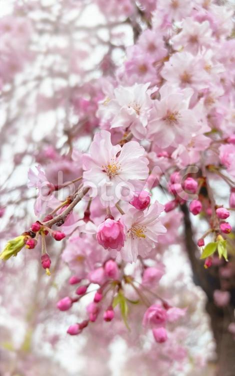 枝垂れ桜の枝（縦） 桜,春,八重桜の写真素材