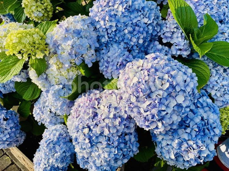 夕暮れのアジサイ アジサイ,花,6月の写真素材