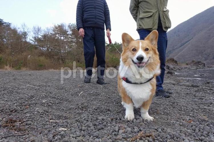 富士山裾野キャンプ　コーギーのヤマチャ 犬,小型犬,ペットの写真素材
