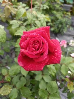 Photo, rose, red, rain, 