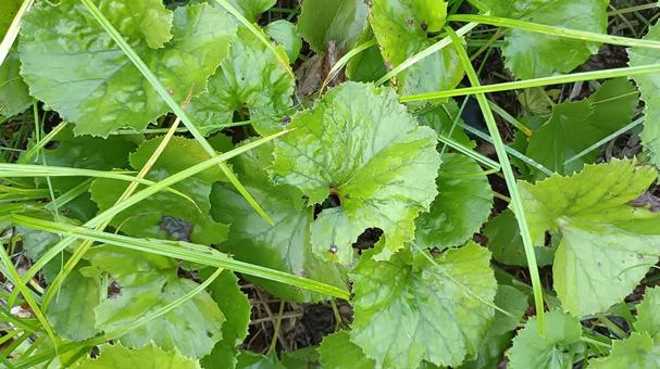 野生の蕗(ふき)の葉 野生の蕗(ふき)の葉 ふき,蕗,葉の写真素材
