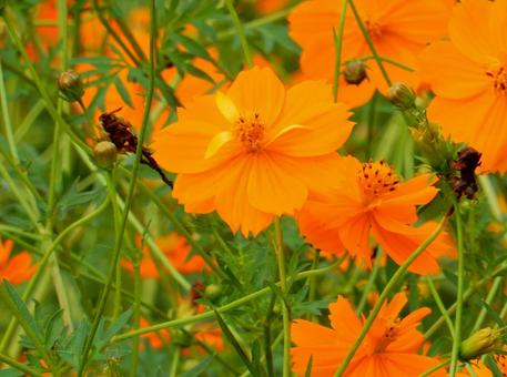 【花の写真】コスモス（秋桜） コスモス,秋桜,自然の写真素材