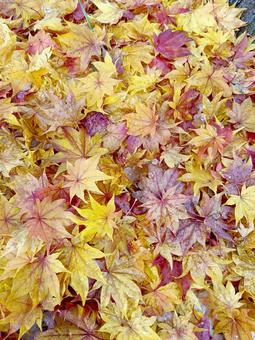 紅葉の絨毯 落葉,紅葉,もみじの写真素材