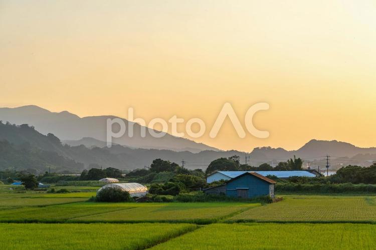 夏の夕暮れに染まる田園 夕景,夕焼け,夕暮れの写真素材