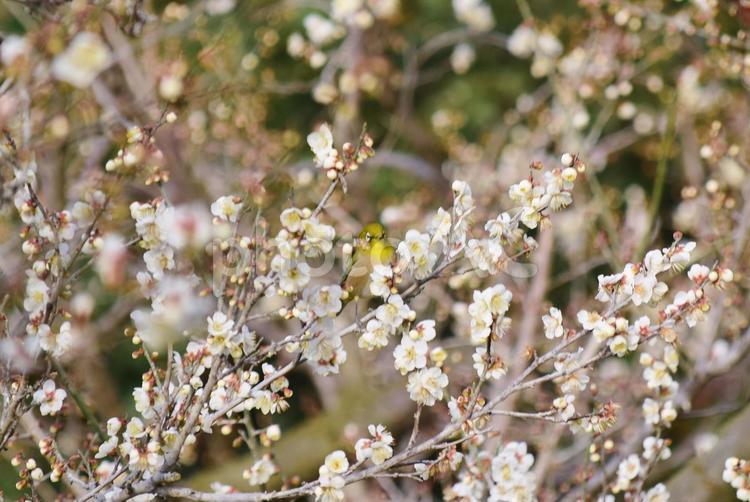 ＜春のイメージ＞梅の花・メジロ 梅,メジロ,花の写真素材