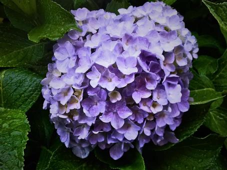 紫陽花の写真