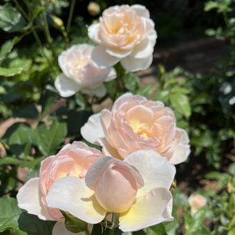 Photo, rose, roses, the shepherdess, 