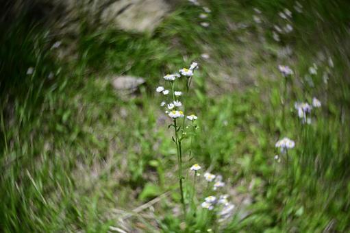 春の花「ヒメジョオン」 春の花「ヒメジョオン」 ヒメジョオン,野草,雑草の写真素材