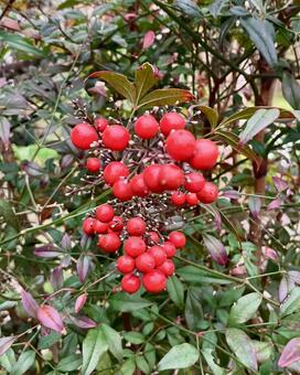植物★南天の実（ナンテン） 南天の実,ナンテン,赤の写真素材