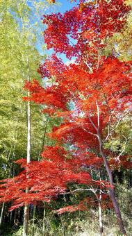 紅葉-1365 紅葉,モミジ,赤の写真素材