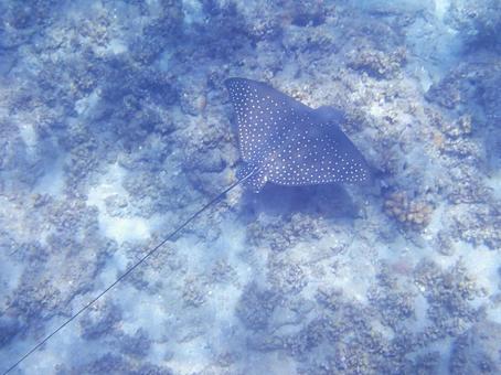 マダラトビエイの写真