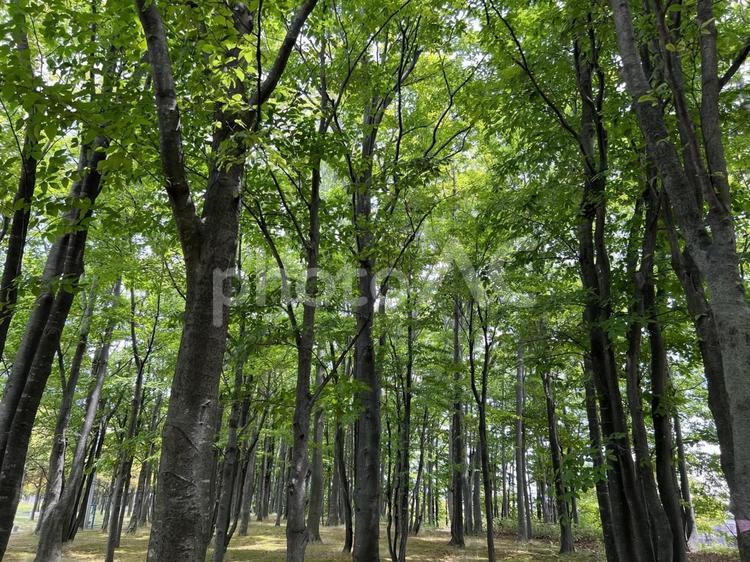 新緑の雑木林② 雑木林,木,樹木の写真素材