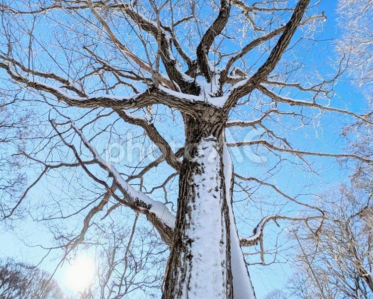 雪が付着した大木 冬,太陽,陽射しの写真素材