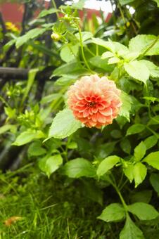 オレンジ色のダリアの花　ネパール ダリア,花,ガーデニングの写真素材