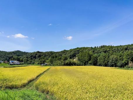 千葉県南部 8月の稲田の風景 千葉県南部 8月の稲田の風景の写真