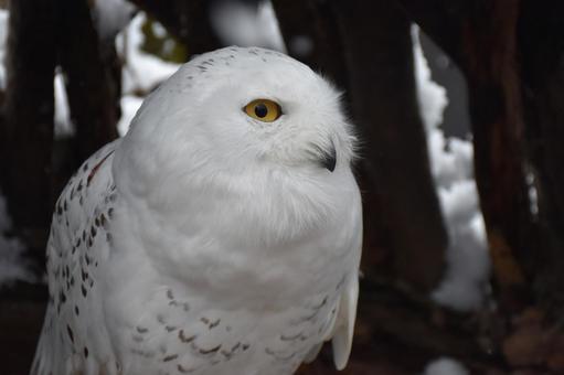シロフクロウ 冬,雪,積雪の写真素材
