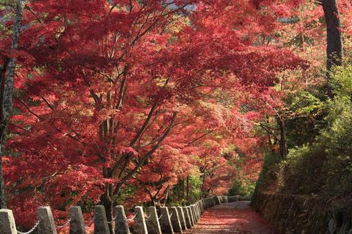 紅葉-庭園-吉野山-奥千本-高城山展望台 紅葉-庭園-吉野山-奥千本-高城山展望台 紅葉,楓,秋の写真素材