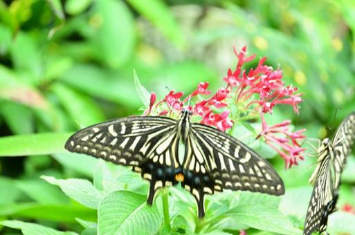 アゲハ蝶の写真