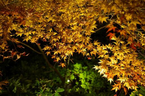 宮崎県三股町の長田峡の紅葉ライトアップ 宮崎県,三股町,長田峡の写真素材