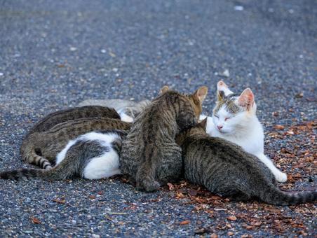 母猫に甘える 母猫に甘える 猫,野良猫,地域猫の写真素材
