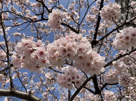 公園の桜 公園の桜の写真