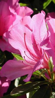 Azalea, JPG