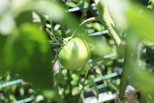 熟れてないトマト 風景,自然,景色の写真素材