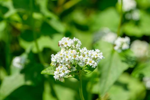 夏の陽射しに咲く蕎麦の花 夏の陽射しに咲く蕎麦の花の写真