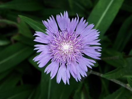 ストケシア・瑠璃菊のクローズアップ ストケシア・瑠璃菊のクローズアップの写真