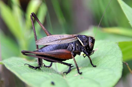 ヒメギス ヒメギス,バッタ,キリギリスの写真素材