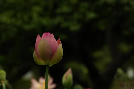 穏やかな蓮の花 ハス,ピンク,花の写真素材
