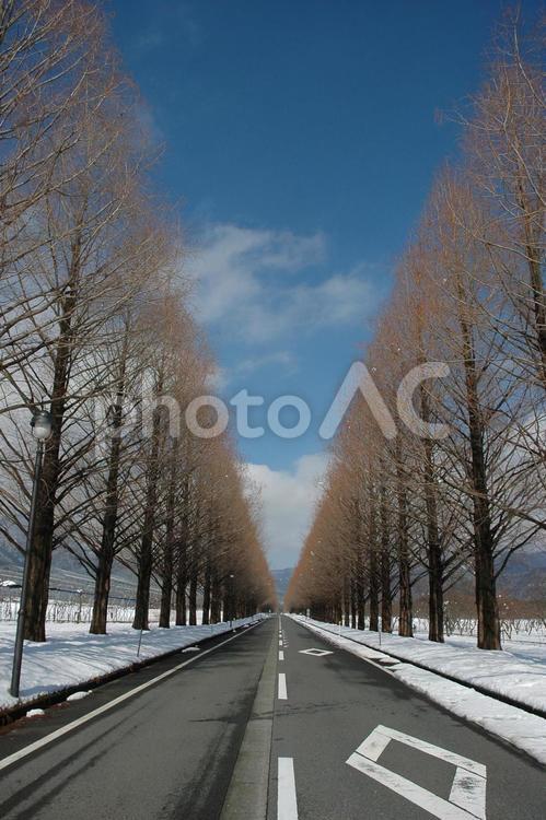 一直線に伸びる並木道 道,並木,直線の写真素材