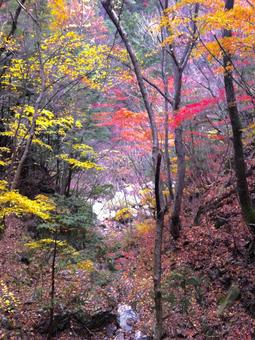十津川村の紅葉 紅葉,紅葉狩り,楓の写真素材