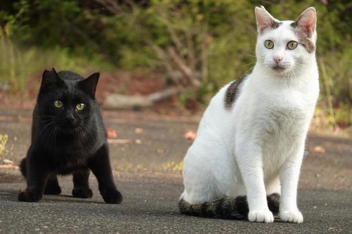 仲良しの猫たち 仲良しの猫たち ネコ,保護猫,ニャンコの写真素材