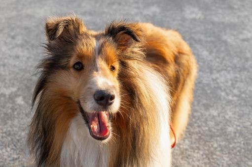 麗 レイ 麗 レイ 家庭犬,散歩,遊ぶの写真素材