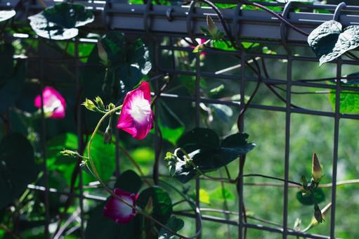 フェンスに咲くピンクのアサガオ フェンスに咲くピンクのアサガオ アサガオ,花,ピンクの写真素材