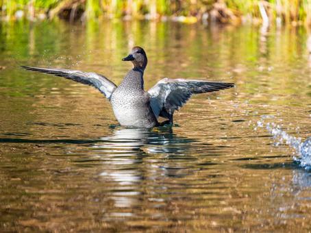 水辺で羽ばたくオカヨシガモ オカヨシガモ,カモ,鴨の写真素材