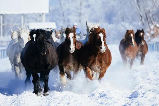 冬に走る馬の群れ 冬に走る馬の群れの写真