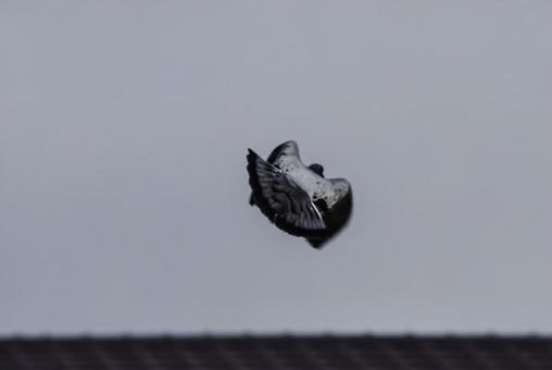 <Material> A dove flying and flapping its wings in the sky, dove, dobat, jump, JPG