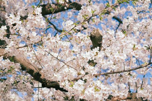 春の桜、夕暮れ 春の桜、夕暮れの写真