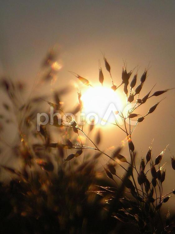夕日と植物 夕日,夕空,植物の写真素材