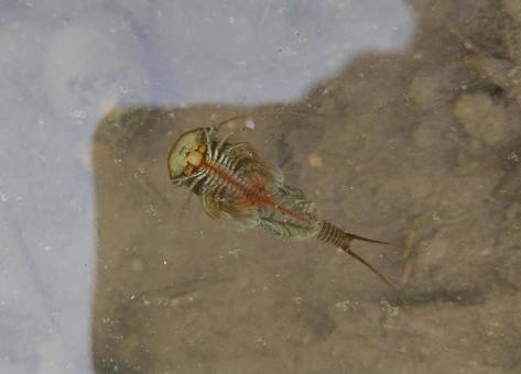 カブトエビ カブトエビの写真