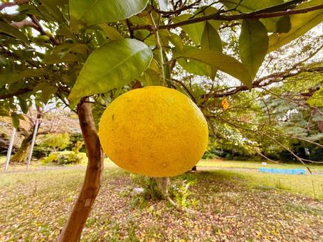 柚子と公園 柚子,ゆず,秋の写真素材