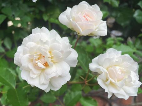 やさしく咲く白いバラの花と自然な緑背景 やさしく咲く白いバラの花と自然な緑背景の写真