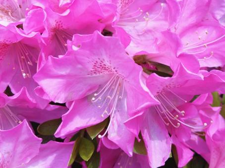 Azalea in full bloom, JPG