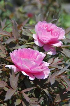 ボタンの花 ボタンの花の写真