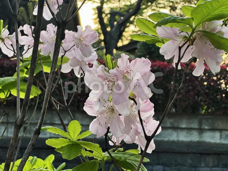 あかぼししゃくなげ あかぼししゃくなげ,花,ピンクの写真素材