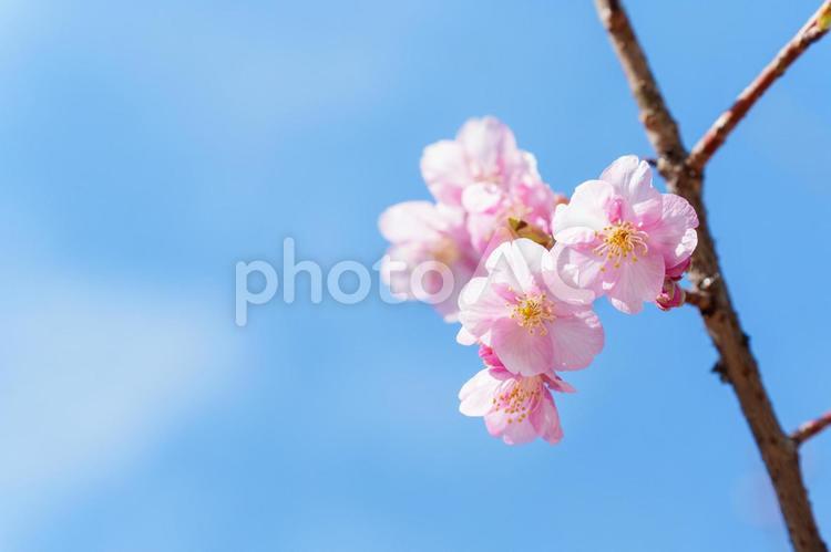 早咲きの河津桜 桜,河津桜,カワヅザクラの写真素材