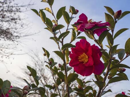 冬空に映える紅椿 椿,ツバキ,花の写真素材