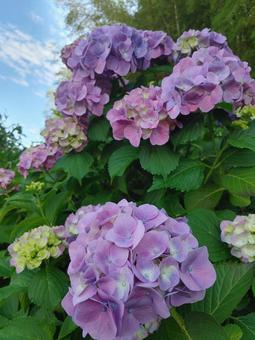 アジサイ あじさい,アジサイ,群生の写真素材